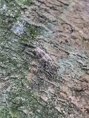 Exillis
