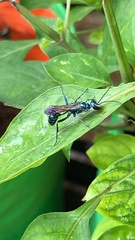 Chalybion bengalense