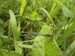 Erythromma najas humerale