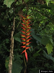 Heliconia dielsiana