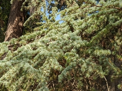 Cedrus