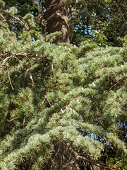 Cedrus