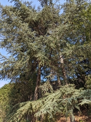 Cedrus