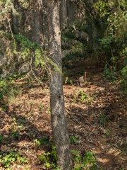 Cedrus