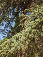 Cedrus