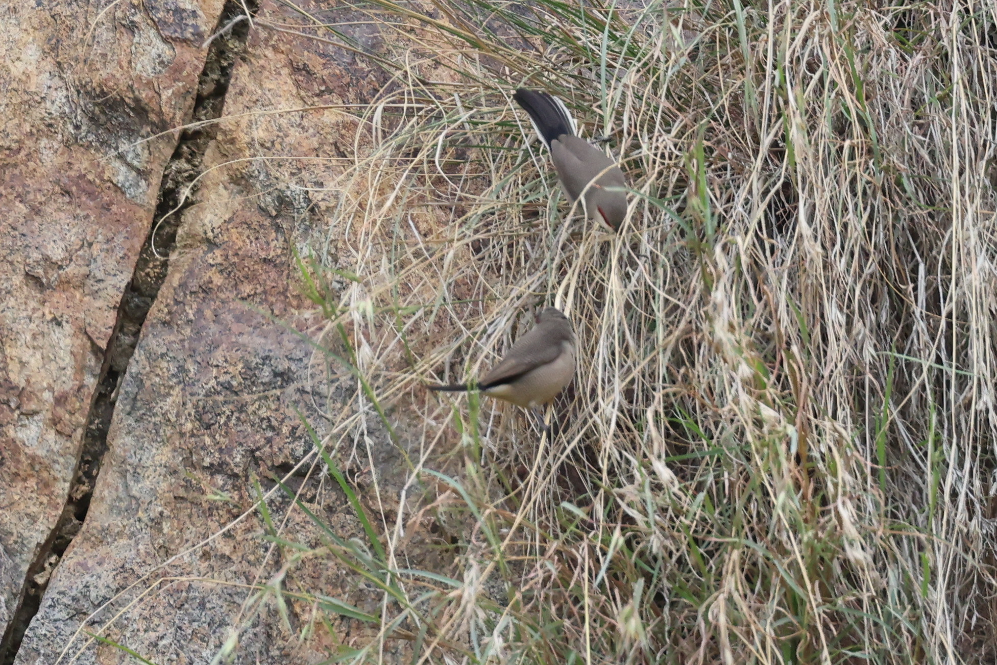 Arabian Waxbill illustration