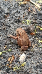 Bufo bufo