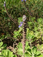 Coleus