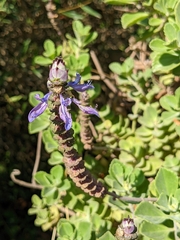Coleus