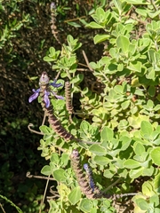 Coleus