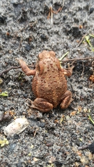 Bufo bufo