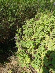 Coleus