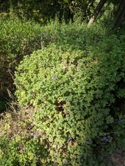 Coleus