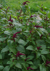Amaranthus caudatus