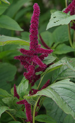 Amaranthus caudatus