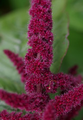 Amaranthus caudatus