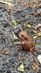 Bufo bufo
