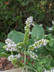 Mentha