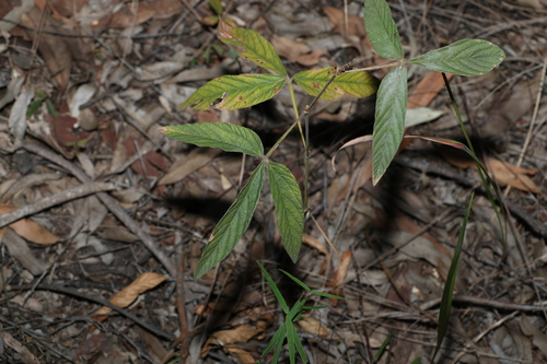 Image of Flemingia parviflora by (c) Greg Tasney, some rights reserved (CC BY-SA)