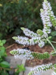 Mentha