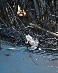 Litoria rubella