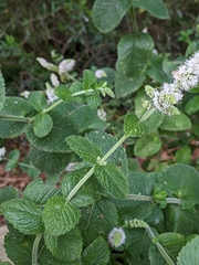 Mentha