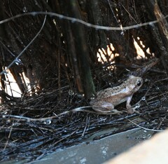 Litoria rubella