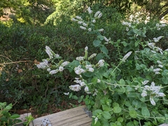 Mentha