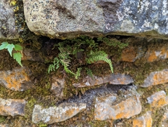 Asplenium tenuicaule