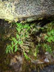 Asplenium tenuicaule