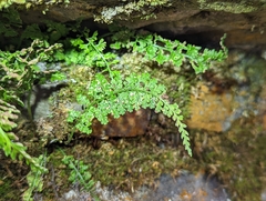 Asplenium tenuicaule