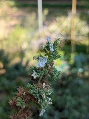 Melissa officinalis