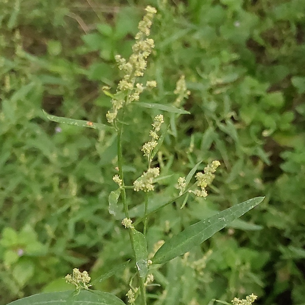 Atriplex patula — a medium houseplant, prefers full sun light