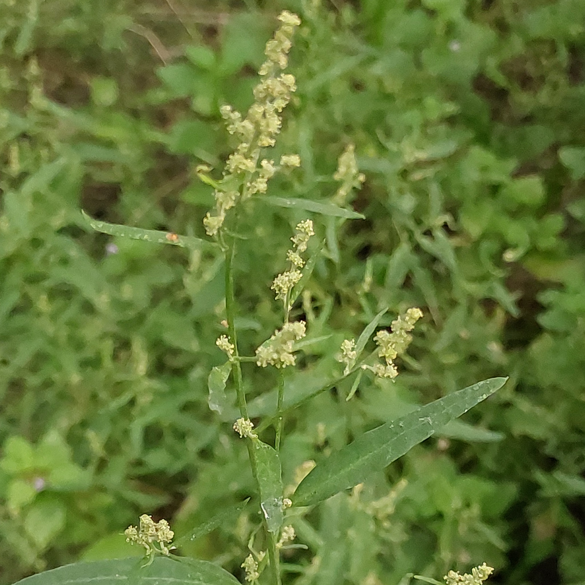 Atriplex patula