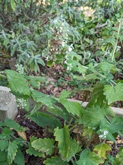 Melissa officinalis