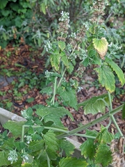 Melissa officinalis