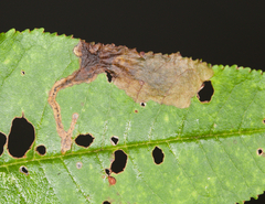 Orchestes pallicornis