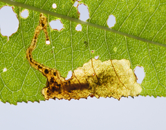Orchestes pallicornis