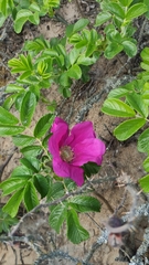 Rosa rugosa