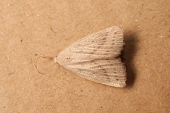 Macrochilo cribrumalis