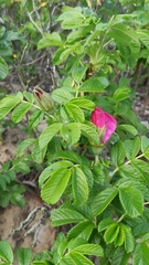 Rosa rugosa