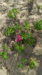 Rosa rugosa