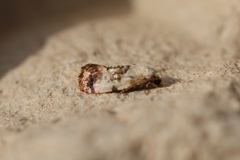 Neocochylis hybridella