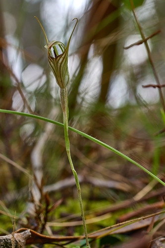 Pterostylis alata, photograph 4
