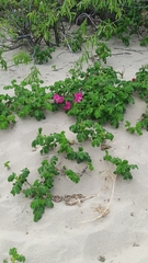 Rosa rugosa