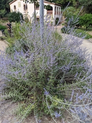 Salvia yangii