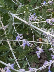Salvia yangii