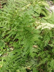 Athyrium filix-femina