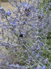 Salvia yangii