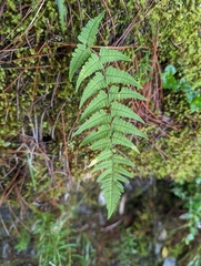 Dryopteris sublacera